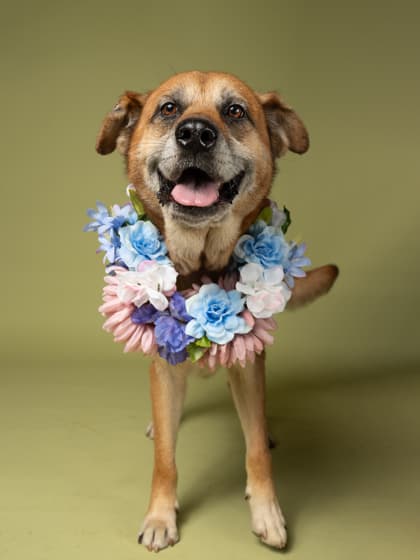 Lionheart5, a Terrier, available for adoption