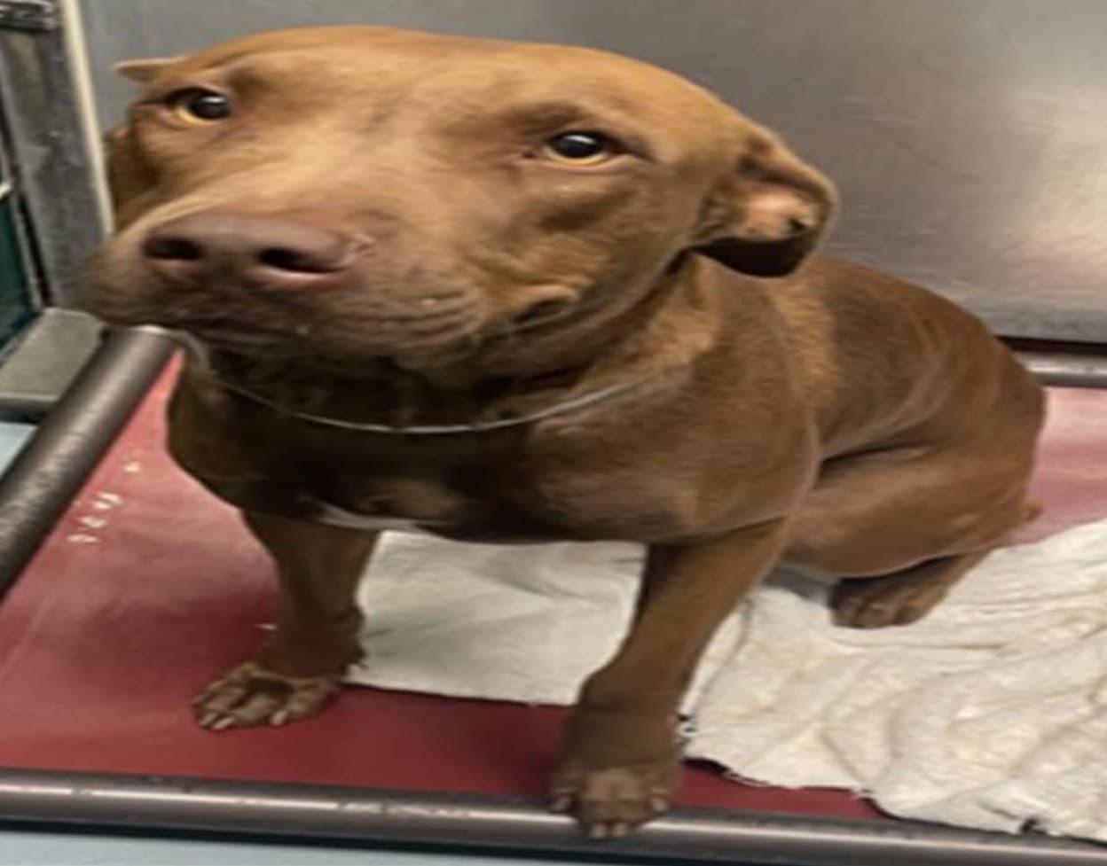 Godiva, a American Staffordshire Terrier, available for adoption