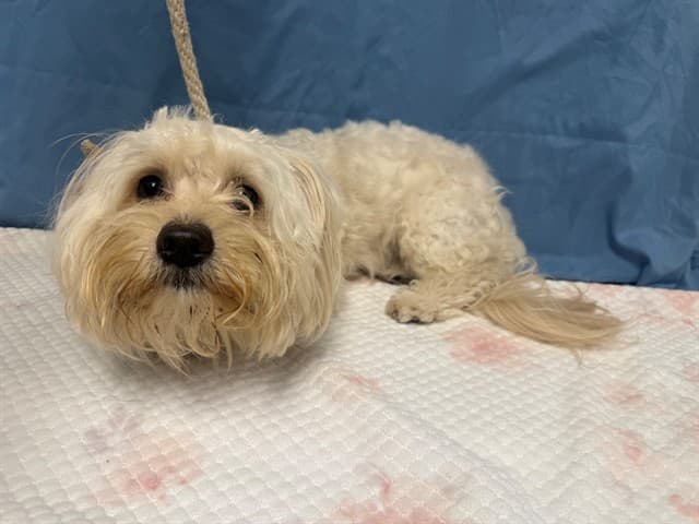 Adam Sandler, a Maltese, available for adoption