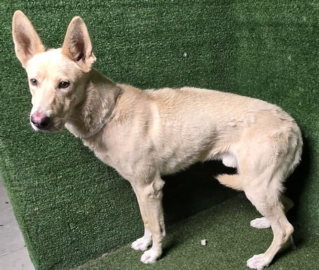 Sly, a Golden Retriever, available for adoption