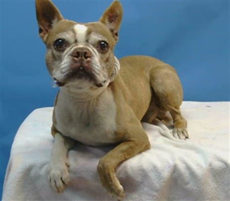 Bosco, a Boston Terrier, available for adoption