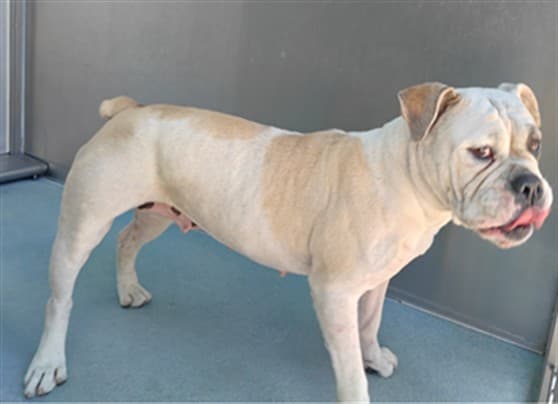 Tathiana, a American Bulldog, available for adoption