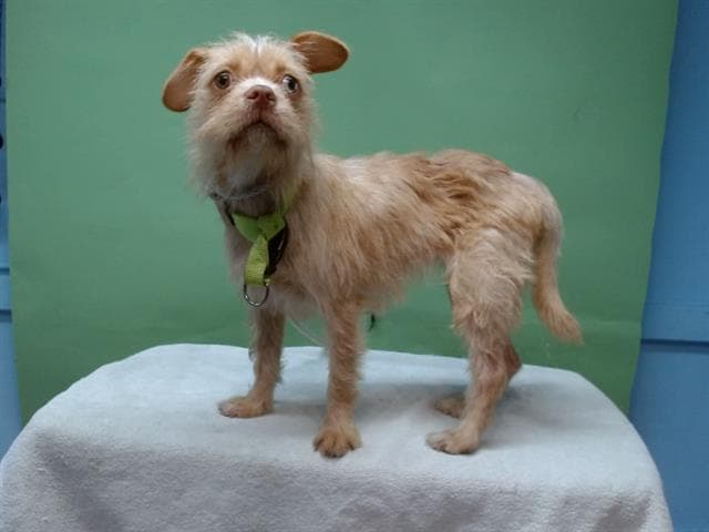 Peppermint, a Terrier, available for adoption