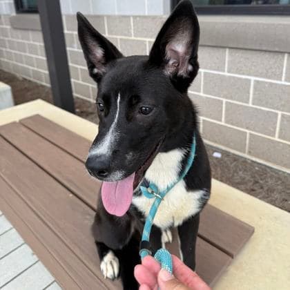 Brave, a Terrier, available for adoption