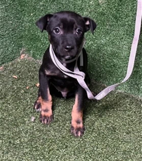Dipper, a German Shepherd, available for adoption