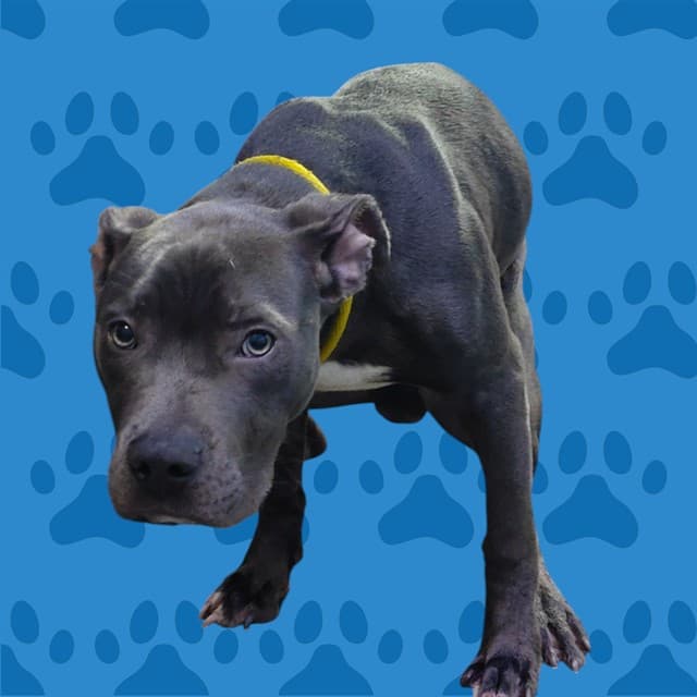 Buddy, a Pit Bull Terrier, available for adoption