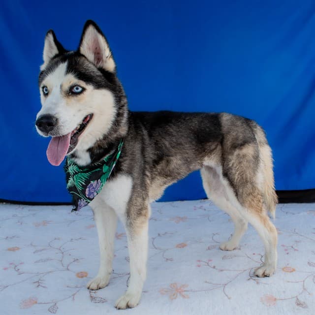 Claire, a Siberian Husky, available for adoption