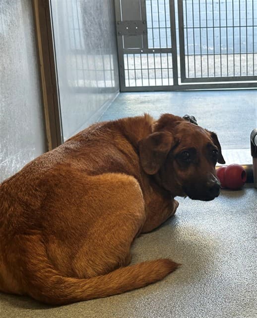 Ted, a Labrador Retriever, available for adoption