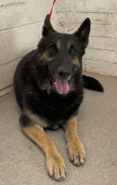 Aries, a German Shepherd, available for adoption