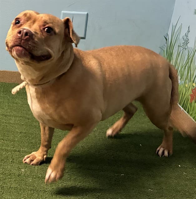 Bella, a Pit Bull Terrier, available for adoption