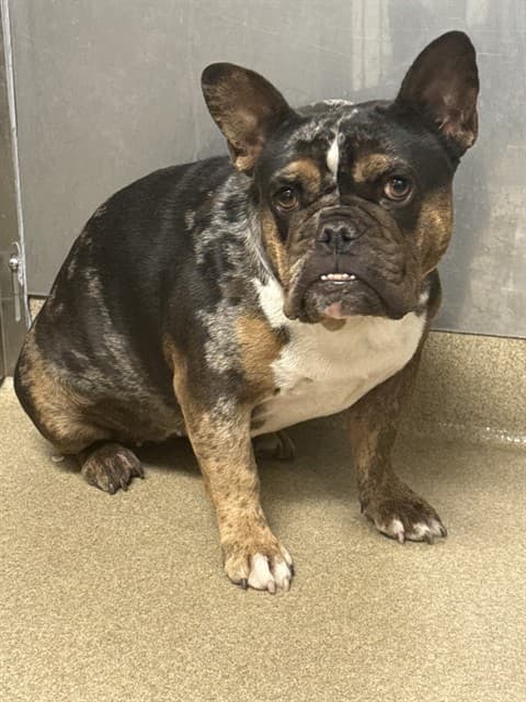 Coco, a French Bulldog, available for adoption