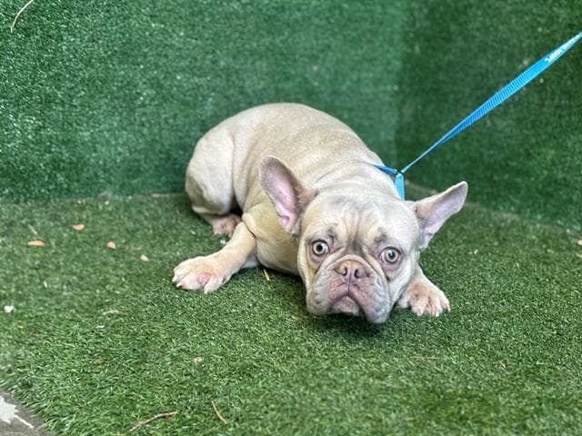 Heather, a French Bulldog, available for adoption