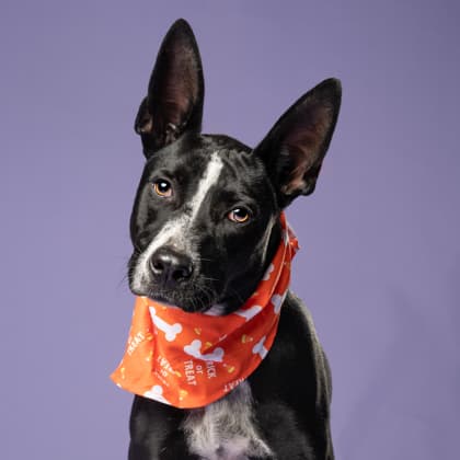Mister Mister, a Terrier, available for adoption