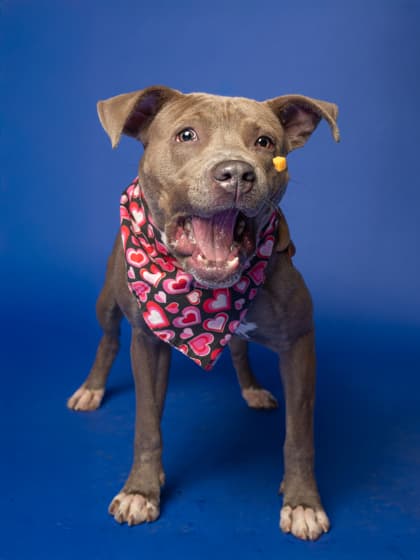 Acacia, a Terrier, available for adoption