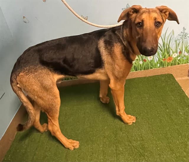 Catrin, a German Shepherd, available for adoption