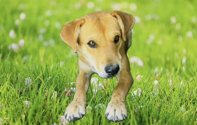 Zinnia, a German Shepherd, available for adoption