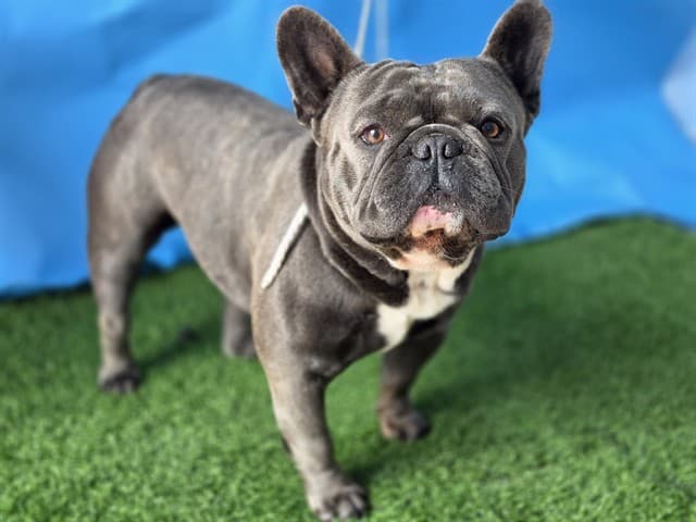 A5788964, a French Bulldog, available for adoption
