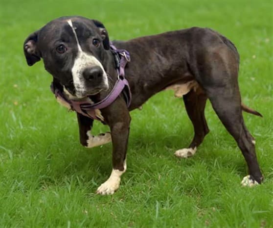Hubbard, a Pit Bull Terrier, available for adoption