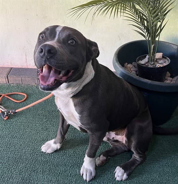 Blue, a Pit Bull Terrier, available for adoption