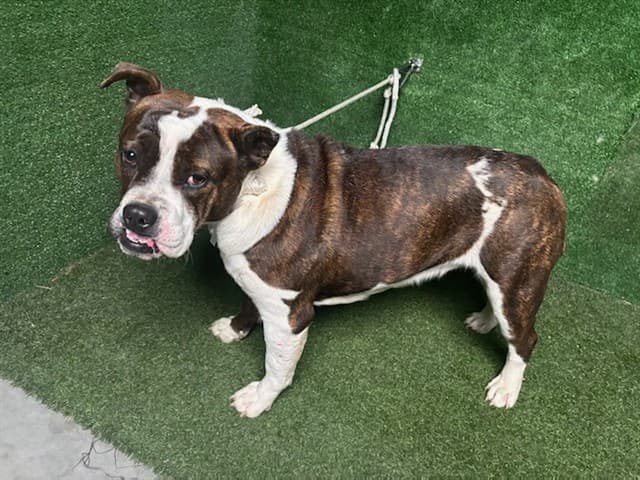Ivy, a Boxer, available for adoption