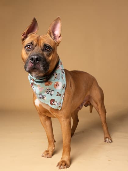 Oakalla5, a Pit Bull Terrier, available for adoption