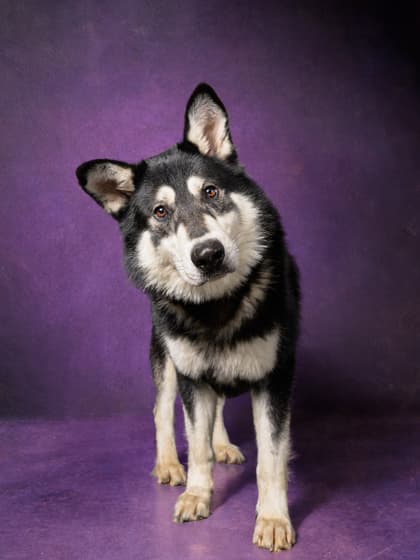 Big Baby4, a German Shepherd, available for adoption