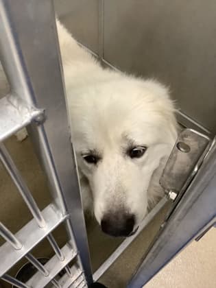 Reginald, a Great Pyrenees, available for adoption