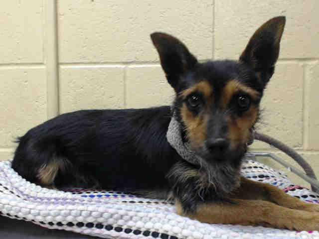 Peanut, a Terrier, available for adoption