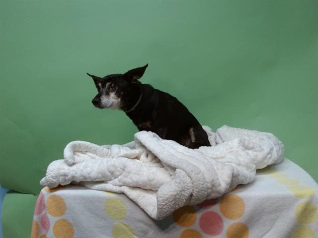 A5738503, a Chihuahua, available for adoption