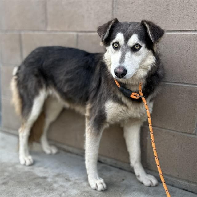 Mizi, a Siberian Husky, available for adoption