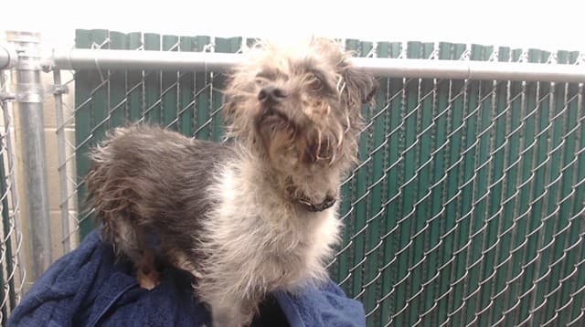 Lucky, a Terrier, available for adoption