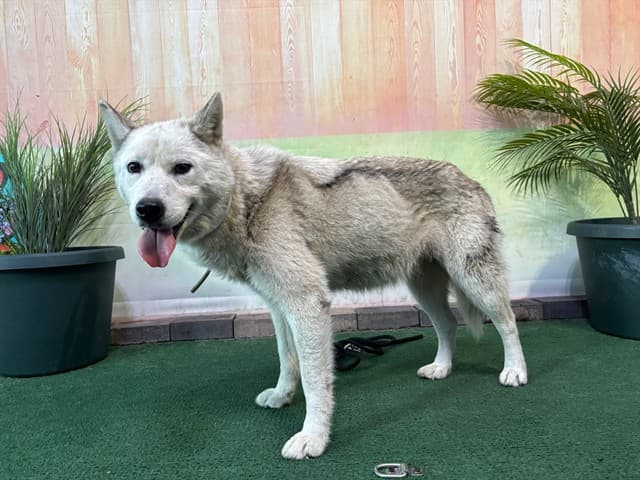 Triscuit, a Siberian Husky, available for adoption