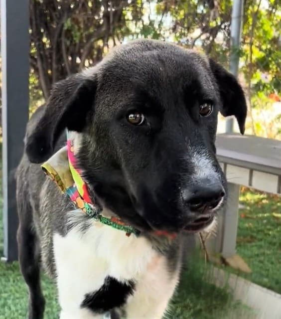 Halo, a Akita, available for adoption