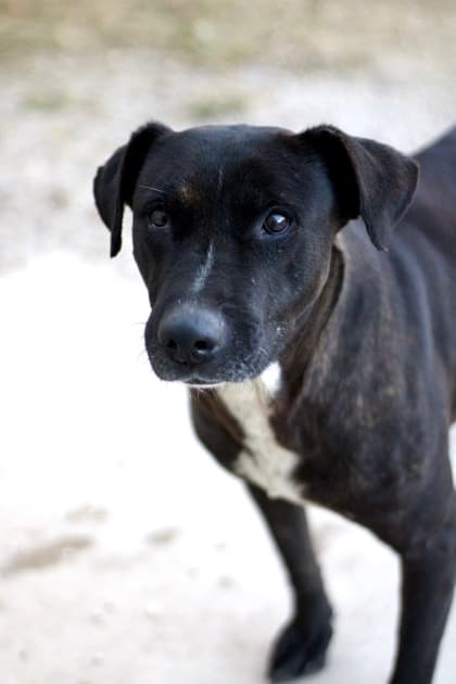 Colt, a Pit Bull Terrier, available for adoption
