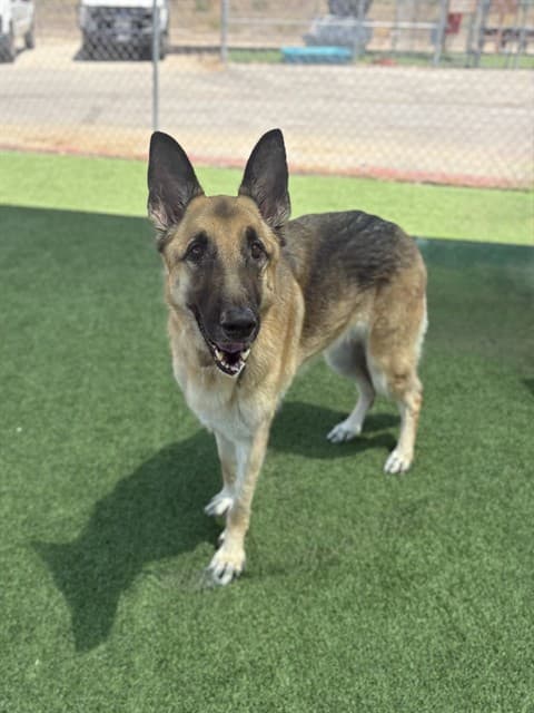 Nari, a German Shepherd, available for adoption
