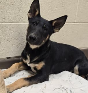 Tj, a Shepherd (mix breed), available for adoption