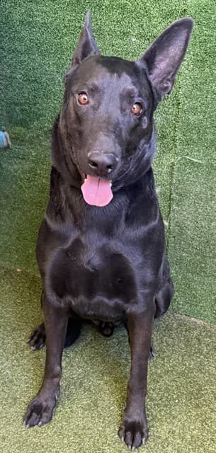 Stunner, a Labrador Retriever, available for adoption