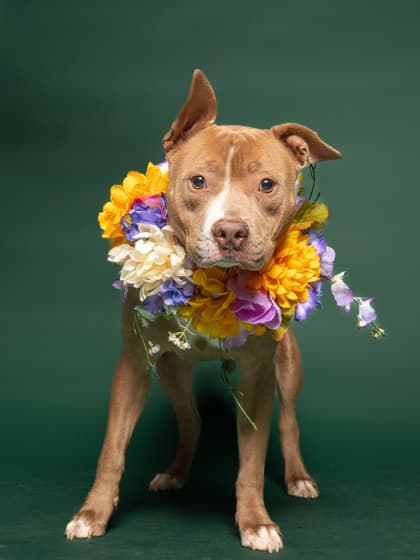 Reyna10, a Terrier, available for adoption