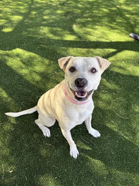 Rey, a Greyhound, available for adoption