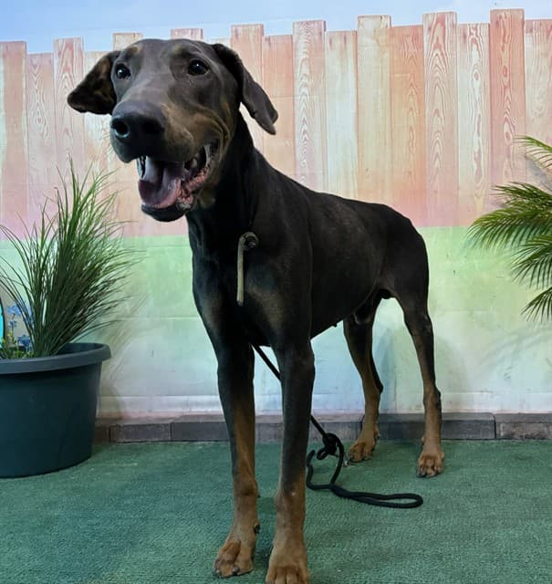 Lincoln, a Doberman Pinscher, available for adoption