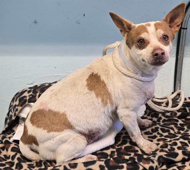 Chickleen, a Chihuahua, available for adoption