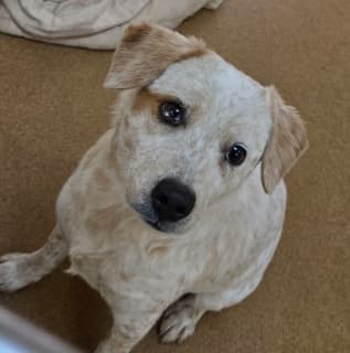 Candy, a Australian Cattle Dog/Blue Heeler (mix breed), available for adoption