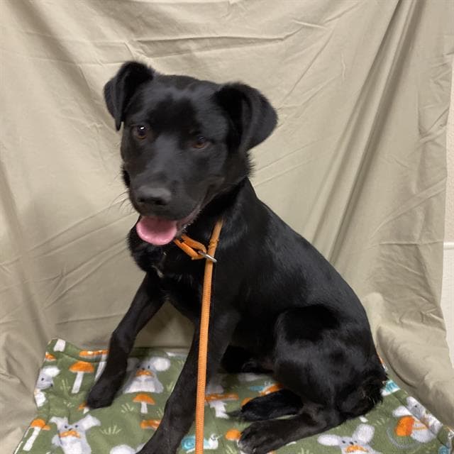 Rambo, a Labrador Retriever, available for adoption