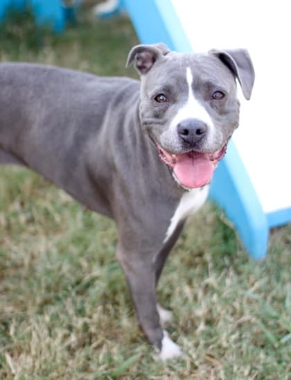 Jezzy, a Pit Bull Terrier, available for adoption