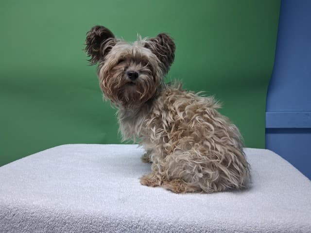 A5742778, a Yorkshire Terrier Yorkie, available for adoption