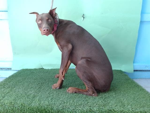 Benicio, a Doberman Pinscher, available for adoption