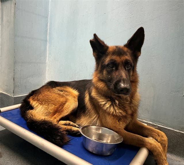 Bagel, a German Shepherd, available for adoption