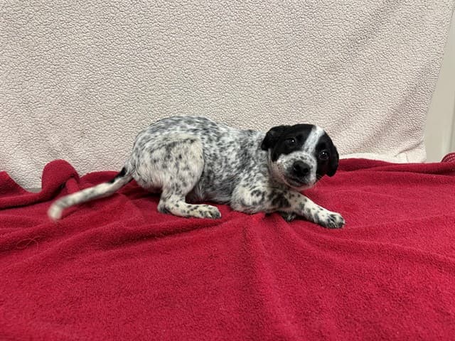 Tom, a Australian Cattle Dog/Blue Heeler, available for adoption