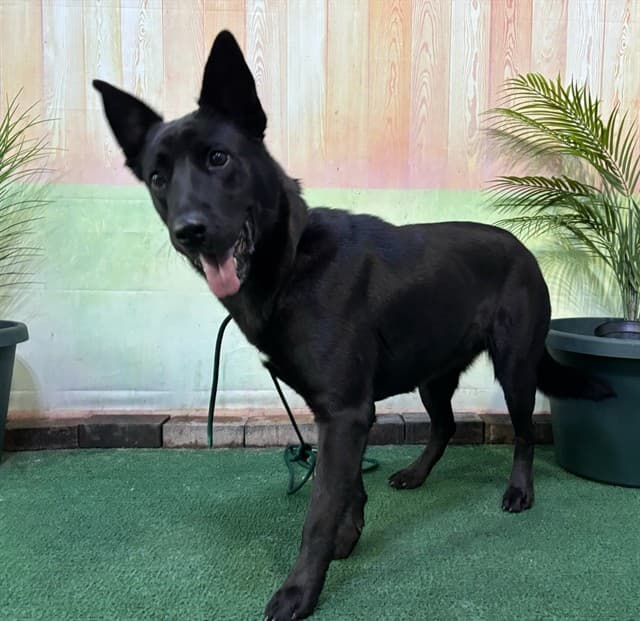 Claire, a German Shepherd, available for adoption