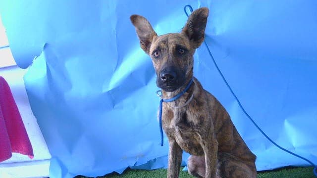 A5788987, a Belgian Shepherd Malinois, available for adoption